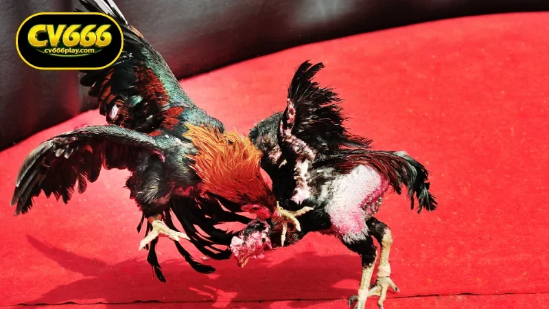 Basic Explanation of the Online Cockfight App