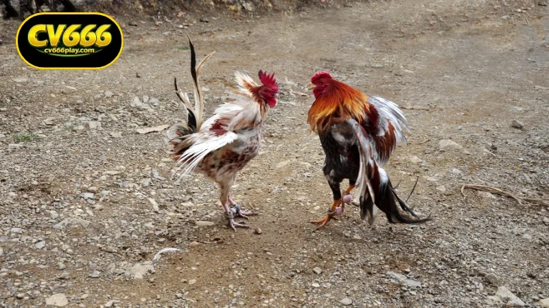Guide to Joining Live Cockfighting Bangladesh