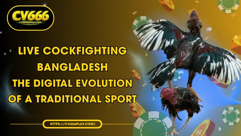 Live cockfighting Bangladesh - A game traditional betting