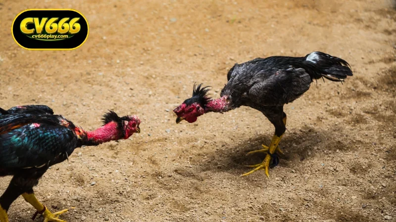 The Excitement of Live Cockfighting Bangladesh