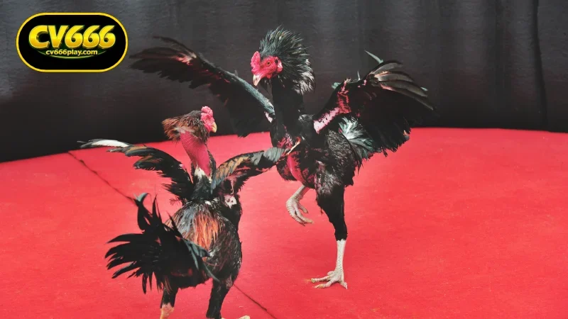 Understanding Live Cockfighting in Bangladesh